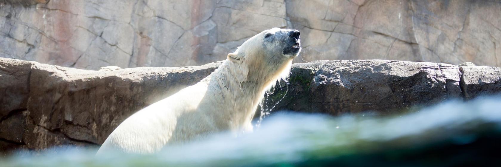 Zoo Hannover